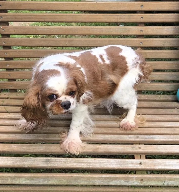 An adult small-sized female Red / Chestnut / Orange Cavalier King Charles Spaniel dog named Super Sweet for adoption in Woodsfield, OH