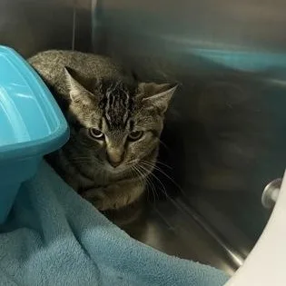 An adult medium-sized male Domestic Short Hair cat named Artecho for adoption in Worcester, MA