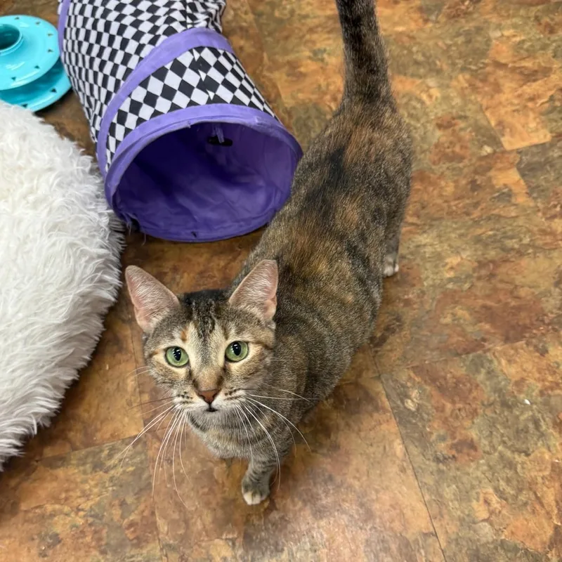 A young medium-sized female Tabby (Tiger Striped) Domestic Short Hair cat named Sally for adoption in Miami Beach, FL