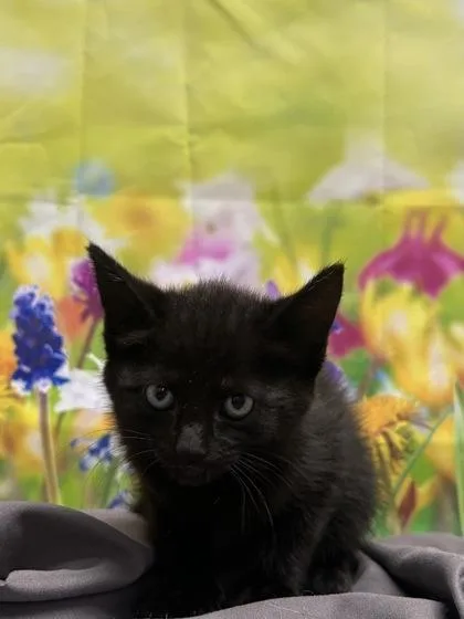 A baby small-sized female Domestic Short Hair cat named Jayquellin for adoption in San Antonio, TX