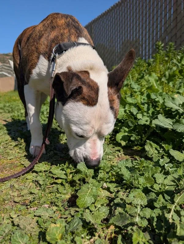 An adult large-sized male Pit Bull Terrier dog named Raiden for adoption in Escondido, CA