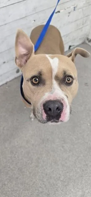 A young large-sized female Pit Bull Terrier dog named Pear for adoption in San Bernardino, CA