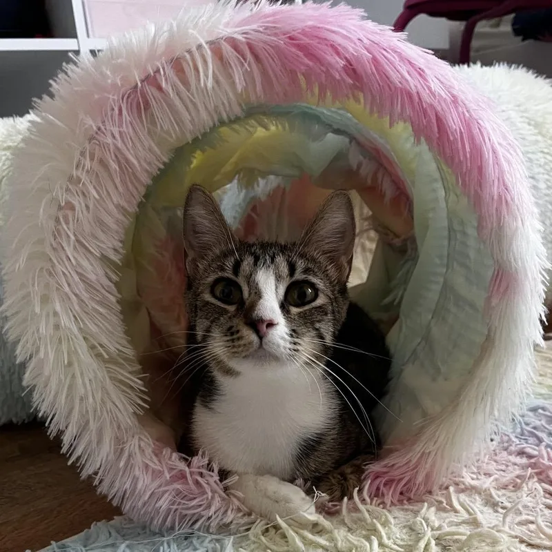 A young medium-sized female Brown / Chocolate Domestic Short Hair cat named Meena for adoption in Westminster, CA