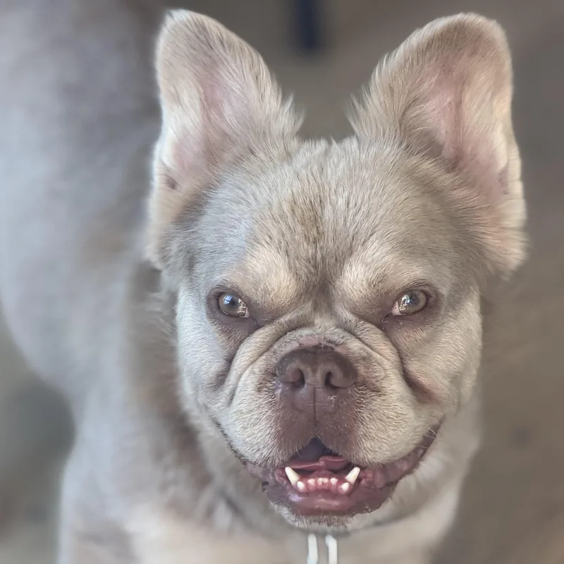 Mr. Happy Fluffy thumbnail 2