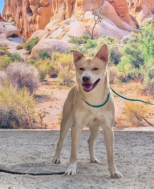 A young medium-sized male German Shepherd Dog dog named Biscuit for adoption in Riverside, CA