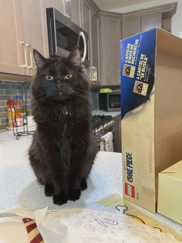 A baby medium-sized female Domestic Long Hair cat named Loki for adoption in Chicago, IL