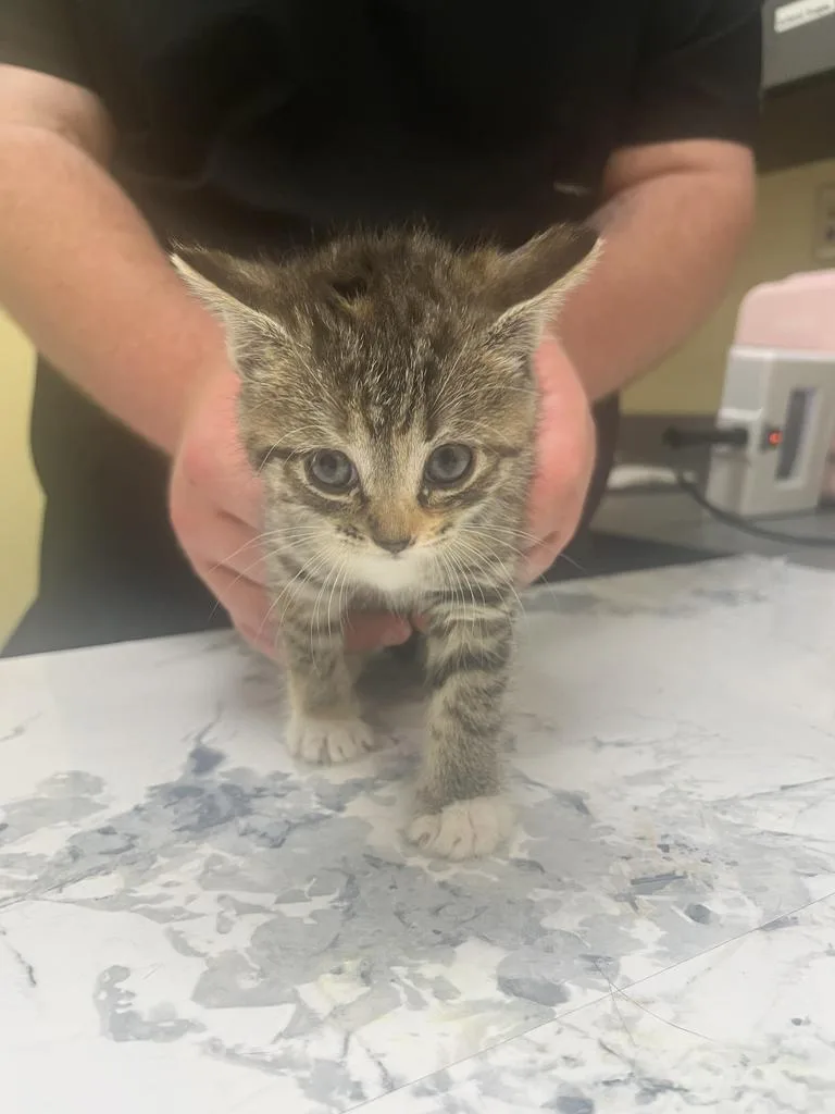 A baby medium-sized female Domestic Short Hair cat named Petal for adoption in Florence, SC