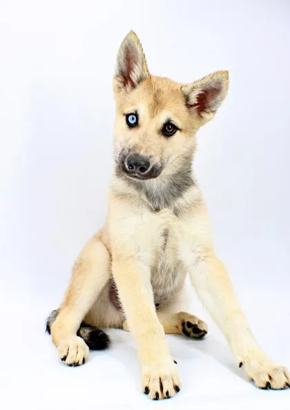 A baby large-sized male Siberian Husky dog named Captain for adoption in Morton Grove, IL