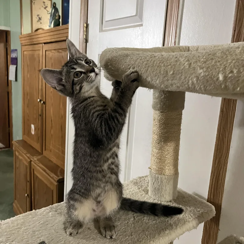 A baby small-sized female Tiger cat named Magic for adoption in Marlette, MI