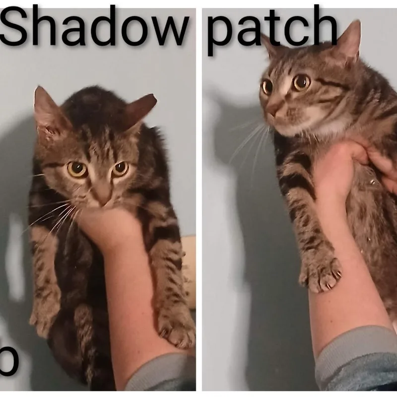 Shadowpatch