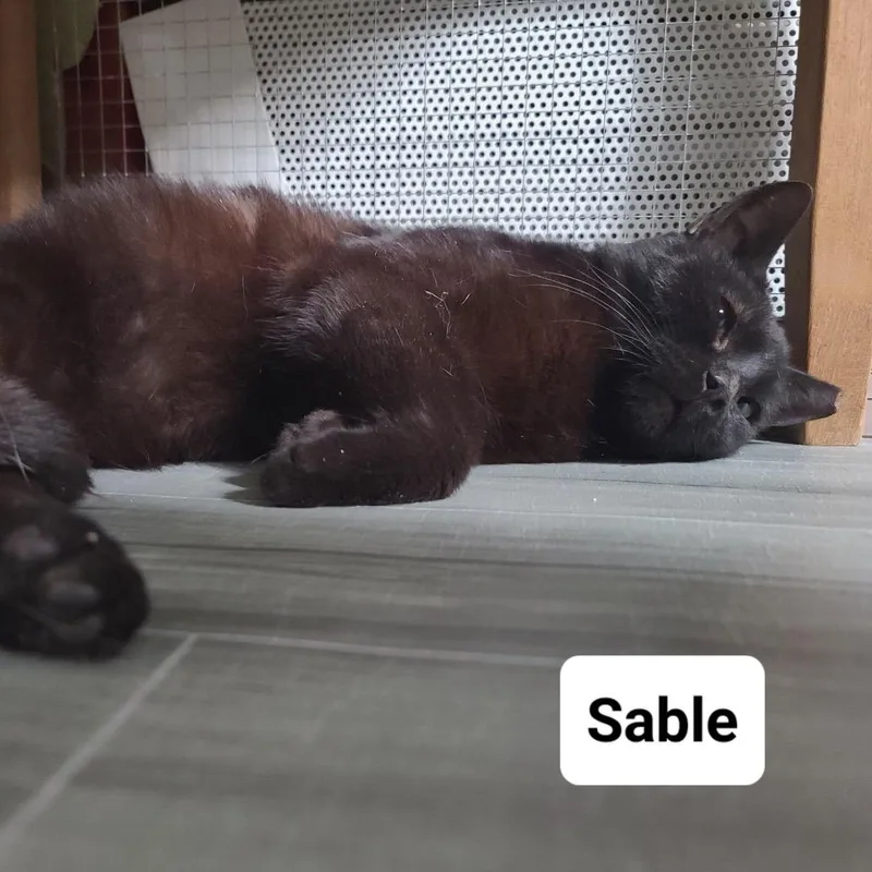 Sable R Charles