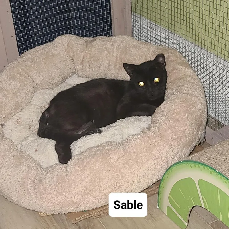 Sable  R Charles thumbnail 2