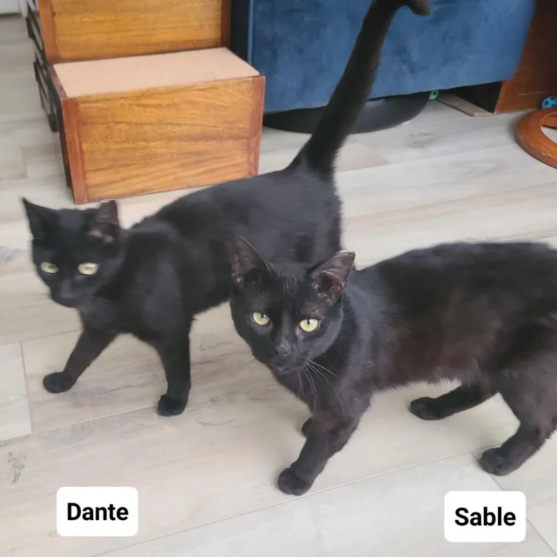 Sable  R Charles thumbnail 3