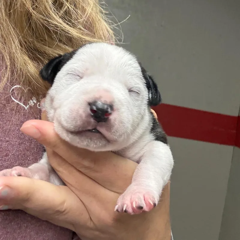 Bentley thumbnail 3
