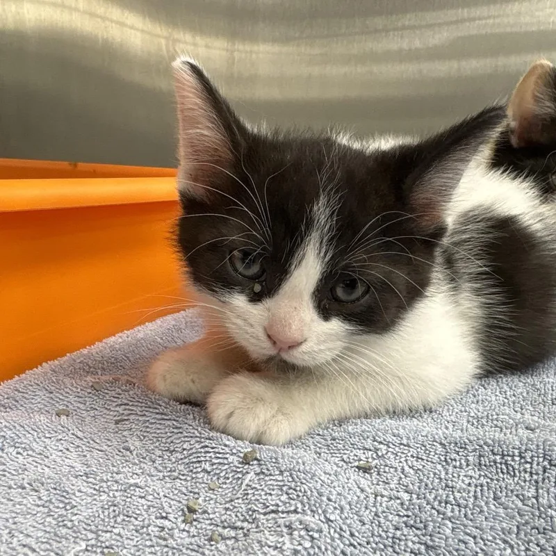 A baby small-sized male Domestic Short Hair cat named Sparky for adoption in La Grange, KY