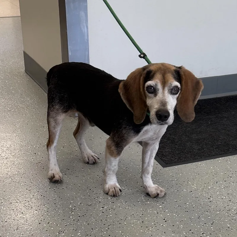 A senior small-sized male Black Beagle dog named Bagel for adoption in Galax, VA