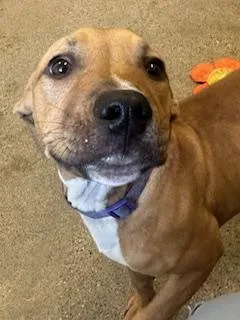A baby medium-sized female Yellow / Tan / Blond / Fawn Pit Bull Terrier dog named Serafina for adoption in Cleveland, OH