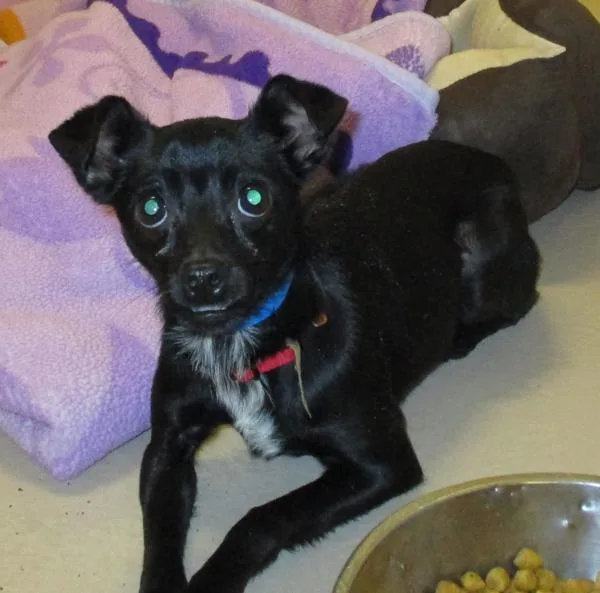 A senior small-sized male Chihuahua dog named Pen Brody for adoption in Lawrenceville, GA