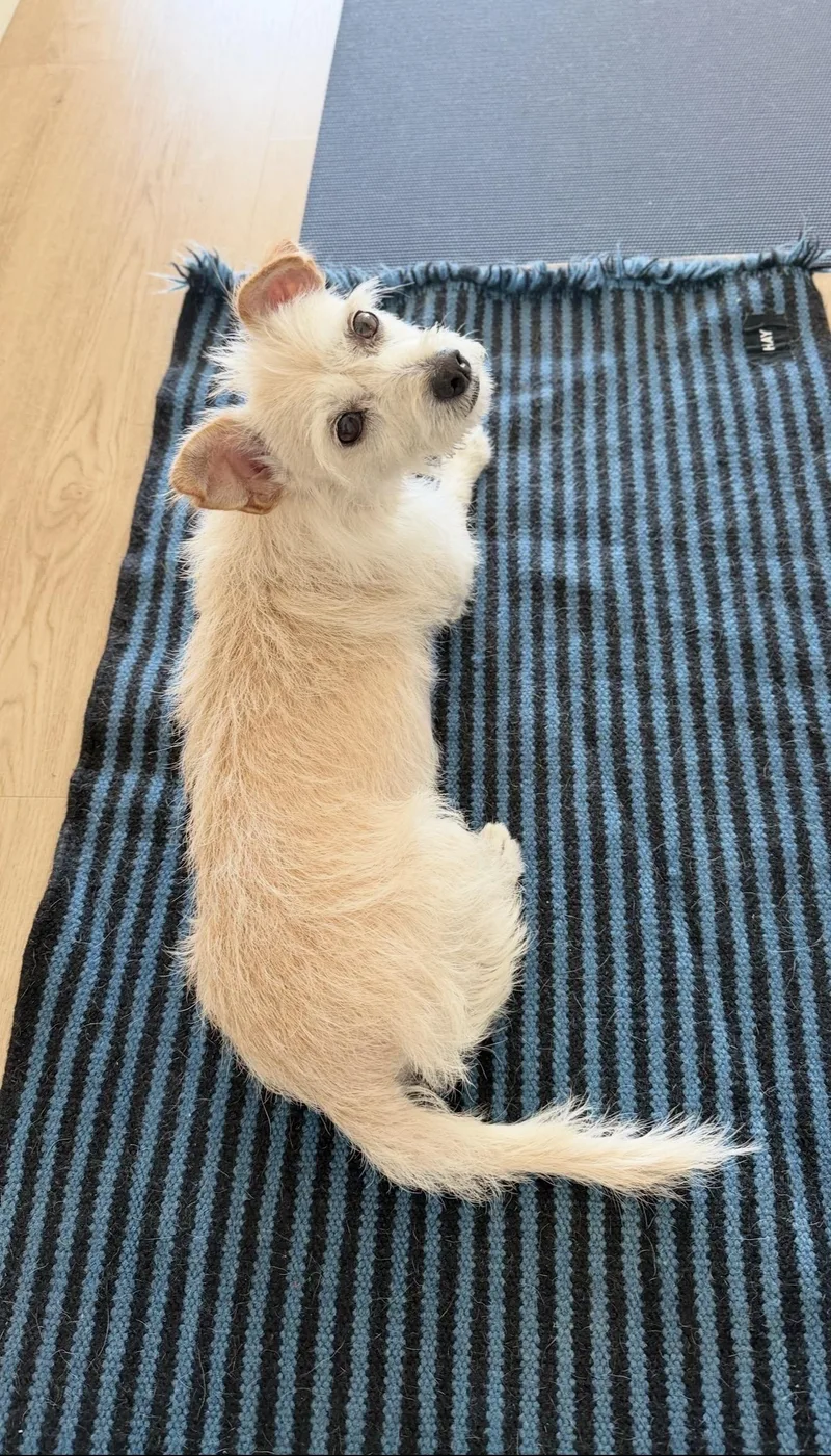 An adult small-sized female West Highland White Terrier / Westie dog named Astrid for adoption in San Diego, CA