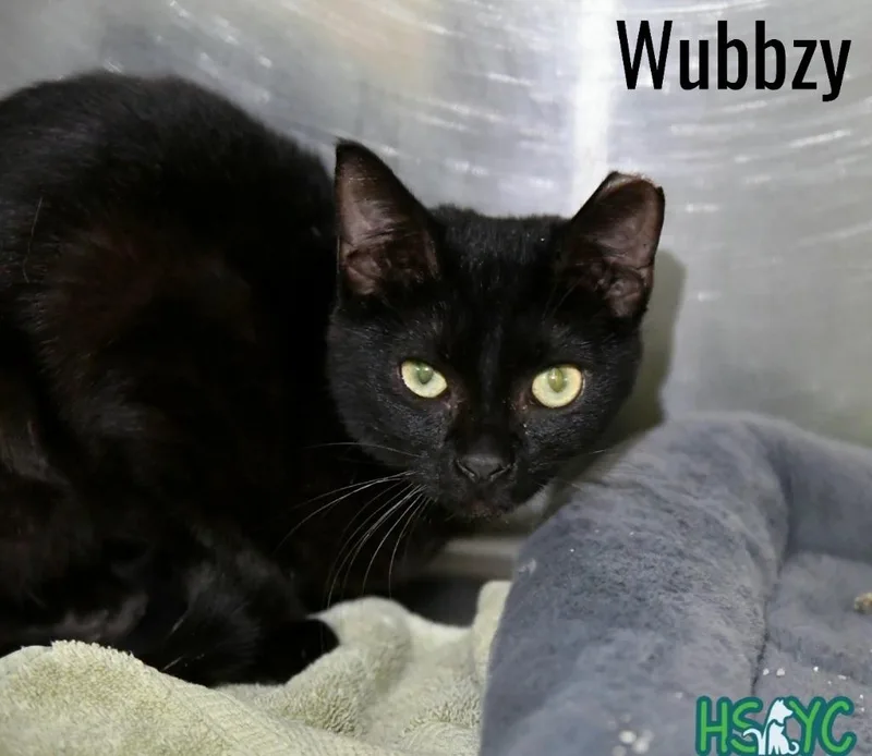 A baby medium-sized male Domestic Short Hair cat named Wubbzy for adoption in Fort Mill, SC