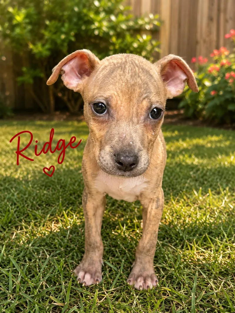 A baby medium-sized male Boxer dog named Ridge for adoption in Carmel, NY