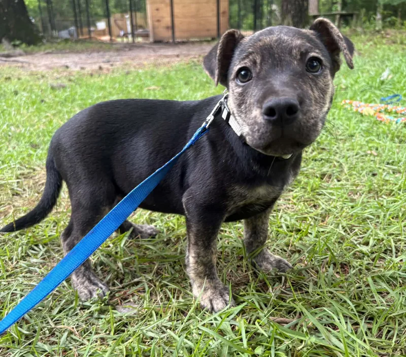 A baby medium-sized male Brindle Mixed Breed dog named Wallen for adoption in Billerica, MA