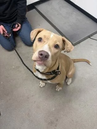 An adult large-sized female Mixed Breed dog named Nova for adoption in West Chester, PA