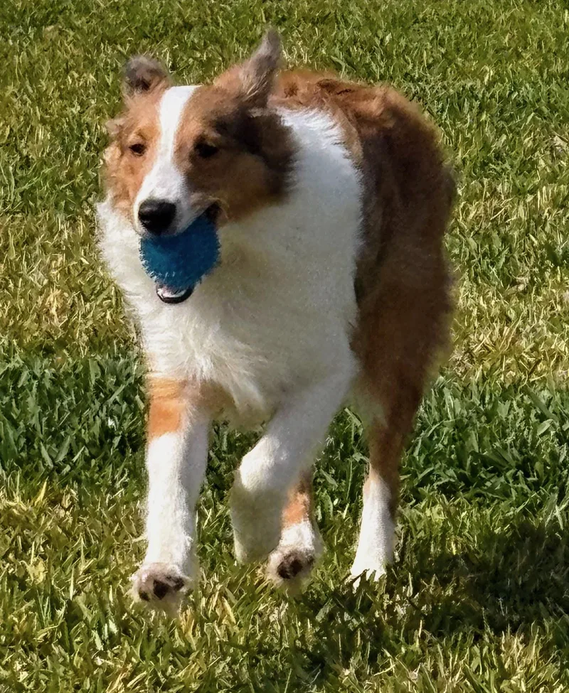 Snickers