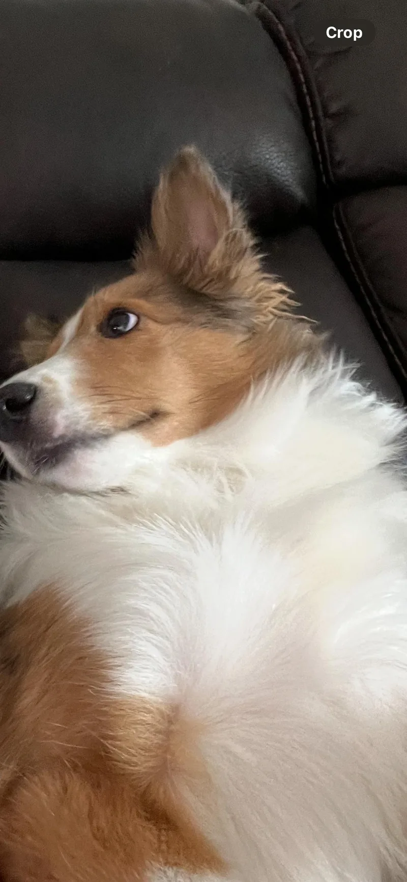 Snickers thumbnail 3