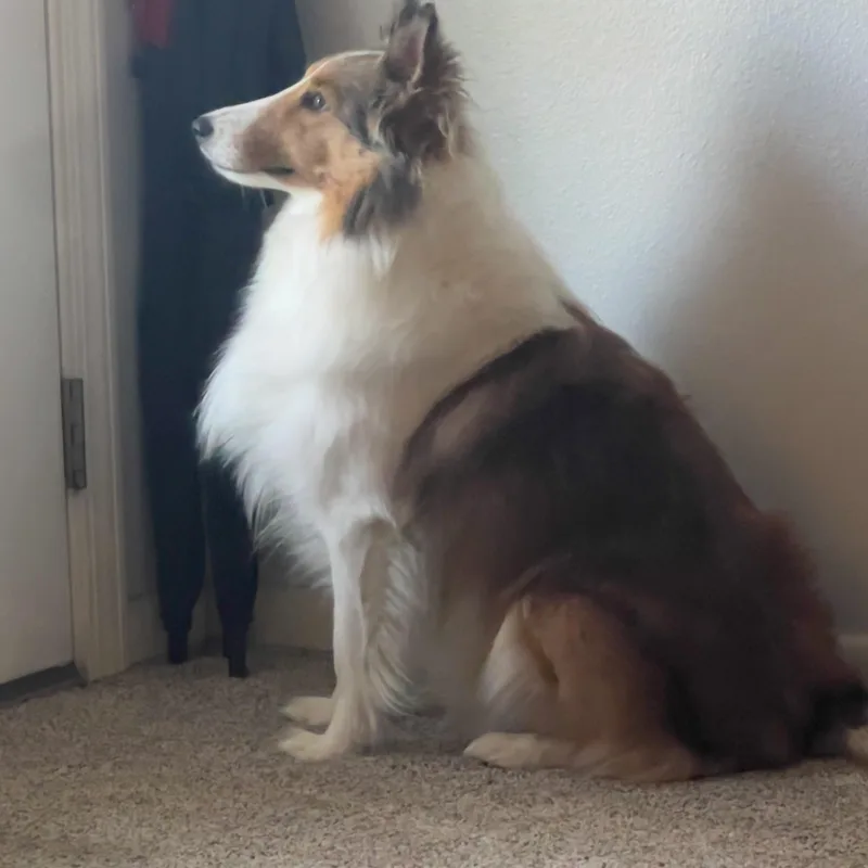 Snickers thumbnail 4