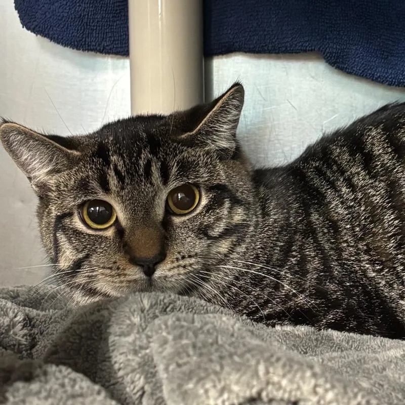 A young medium-sized female Domestic Short Hair cat named Kiki for adoption in Springfield, MA