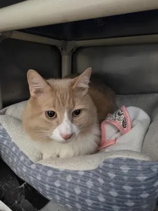 An adult small-sized male Domestic Short Hair cat named Arthur for adoption in Madison, NJ