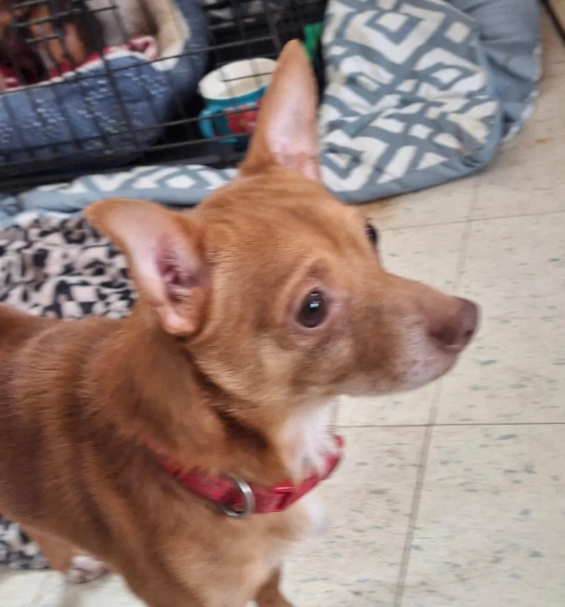 A young small-sized male Golden Chihuahua dog named Gabe for adoption in Broadalbin, NY