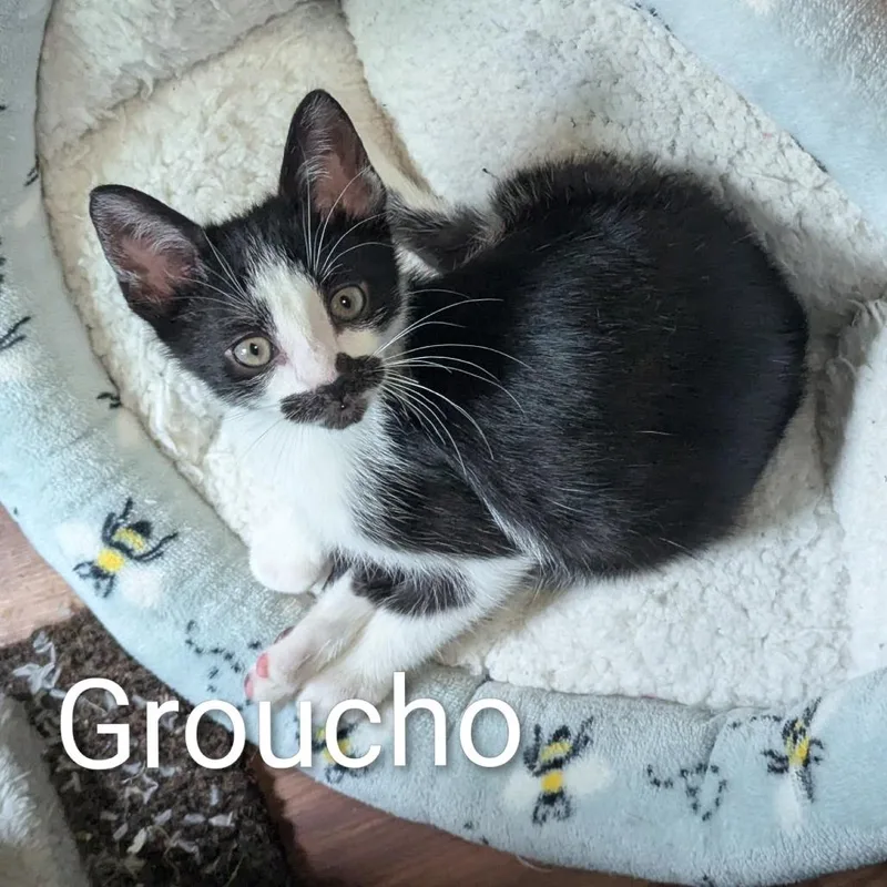 A baby small-sized male Black Domestic Short Hair cat named Groucho for adoption in Ashland, VA