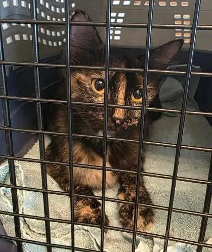 An adult medium-sized female Domestic Short Hair cat named Trixie for adoption in Clinton, MO
