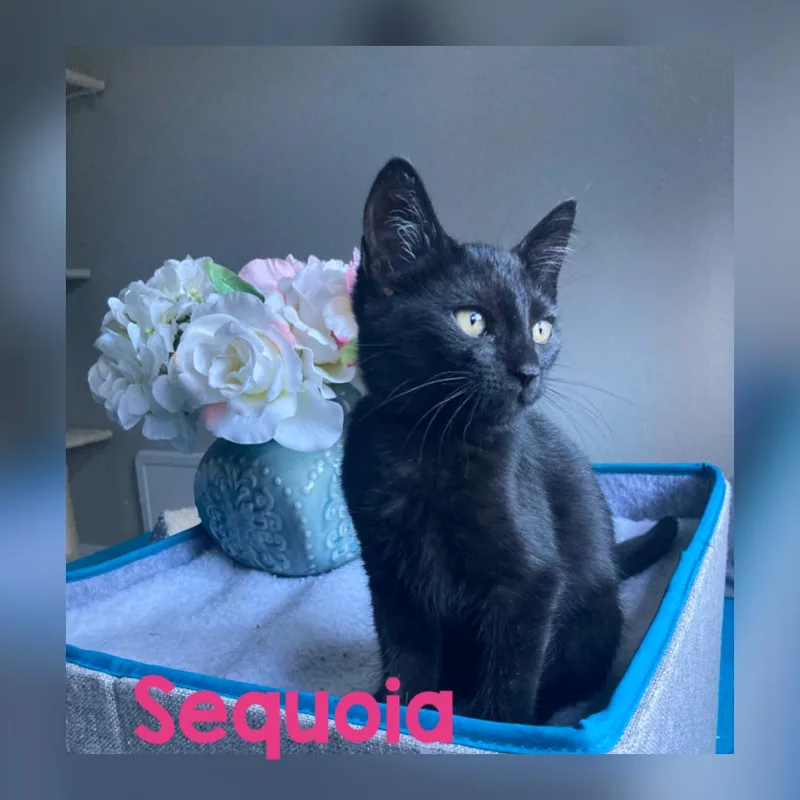 A baby medium-sized female Black Domestic Short Hair cat named Sequoia for adoption in Vacaville, CA
