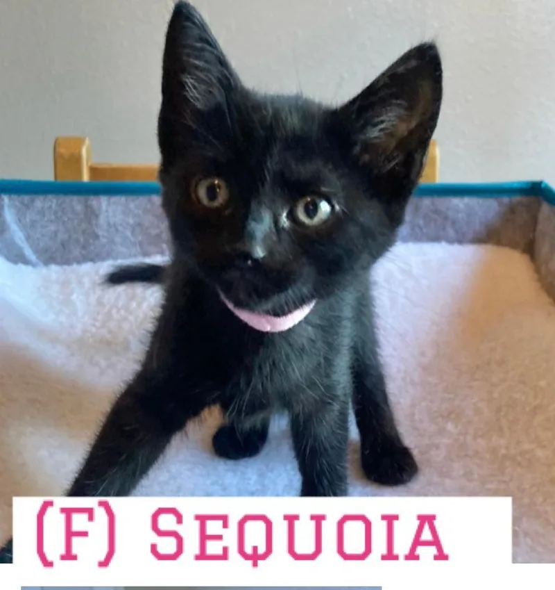 Sequoia thumbnail 2