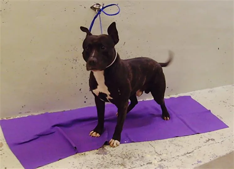 A young medium-sized male Staffordshire Bull Terrier dog named Choppo for adoption in Houston, TX