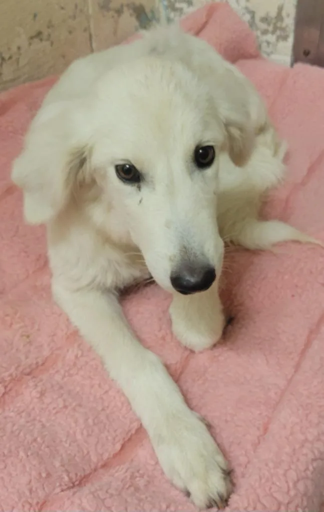 Elsa