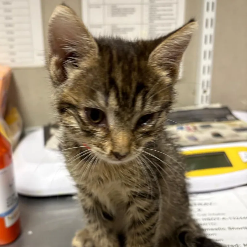 A baby small-sized female Brown / Chocolate Domestic Short Hair cat named Sunflower for adoption in Yuma, AZ