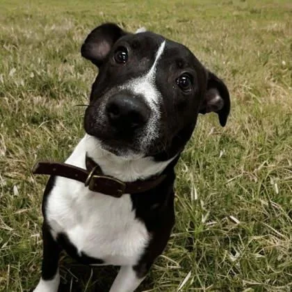An adult medium-sized male Black Mixed Breed dog named Wyatt for adoption in Portsmouth, OH