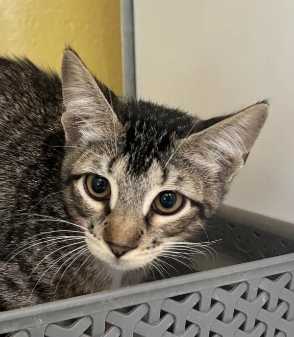 A baby small-sized female Domestic Short Hair cat named Aretha for adoption in Golden, CO