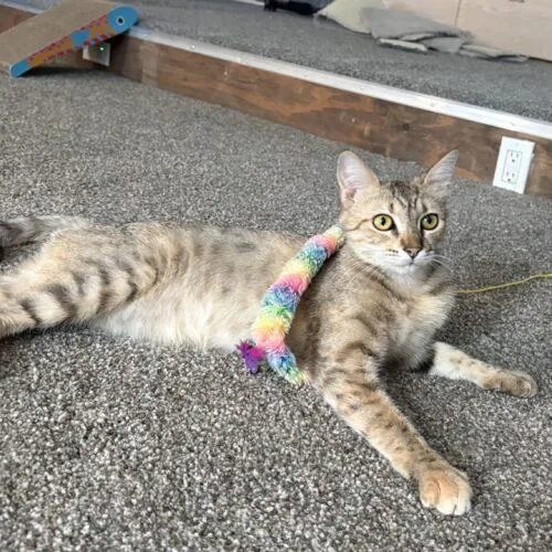 A baby small-sized female Tabby (Buff / Tan / Fawn) Domestic Short Hair cat named Raya for adoption in Gilbert, AZ
