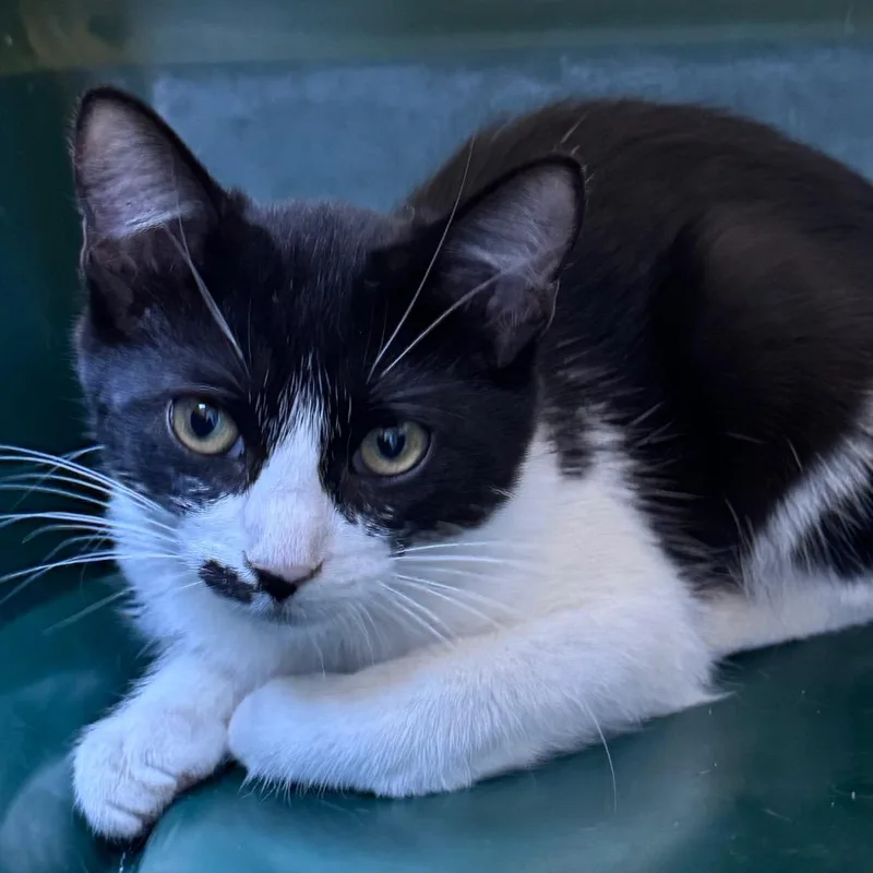 A young small-sized female Black Domestic Short Hair cat named Snickerdoodle for adoption in Lufkin, TX
