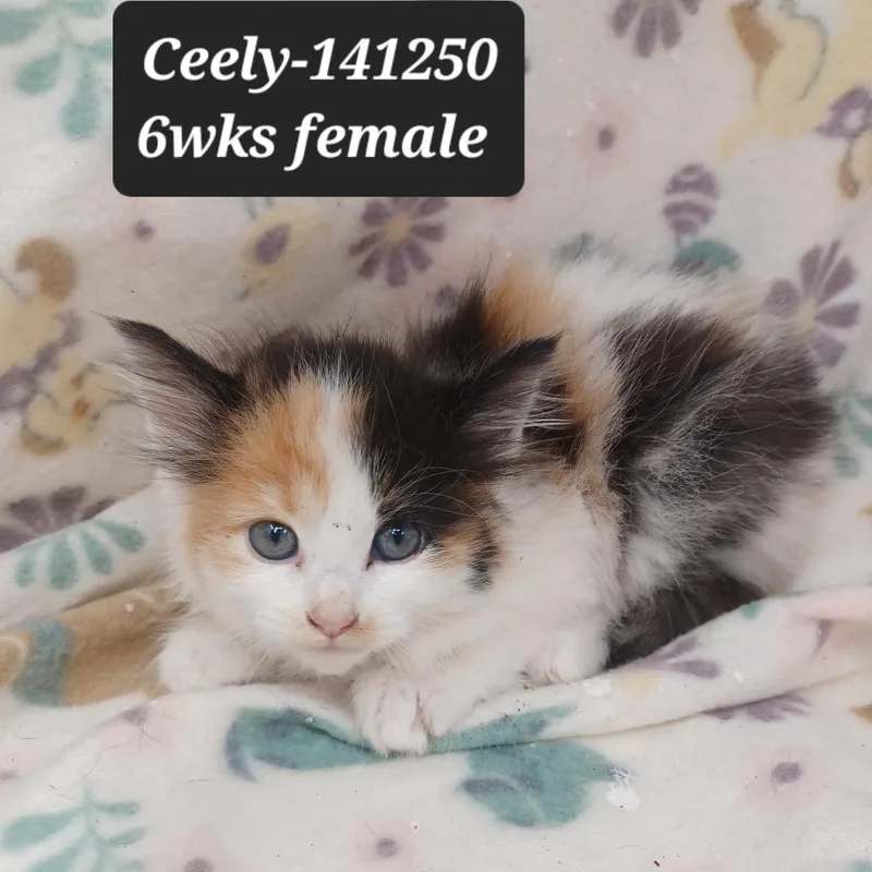 A baby small-sized female Domestic Long Hair cat named Ceely for adoption in New Tazewell, TN