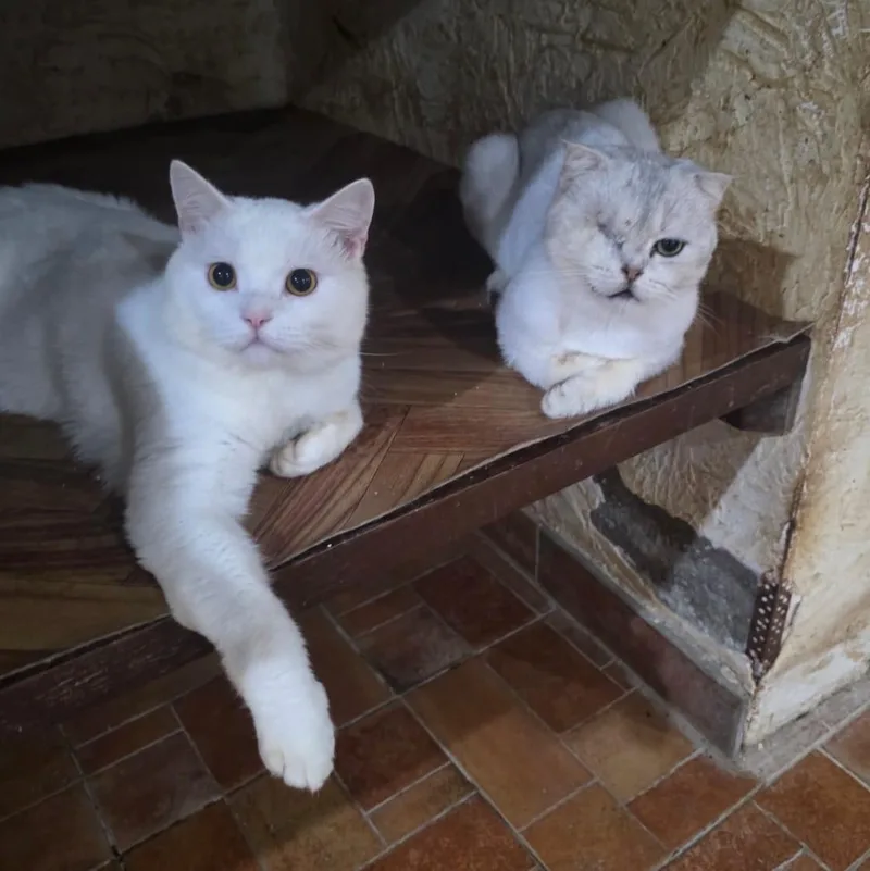 An adult medium-sized male Scottish Fold cat named Figgi for adoption in New York, NY