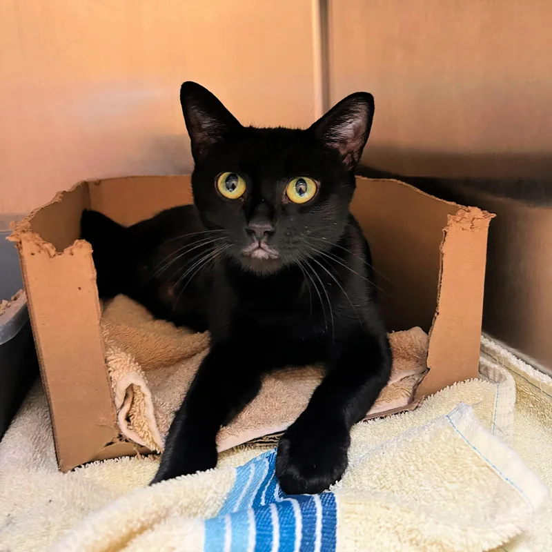 An adult medium-sized female Black Domestic Short Hair cat named Roxy for adoption in Lindon, UT