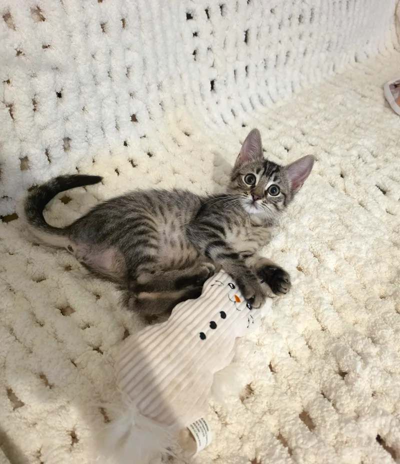 A baby small-sized male Tabby (Brown / Chocolate) Domestic Short Hair cat named Lilo for adoption in Orange, CA