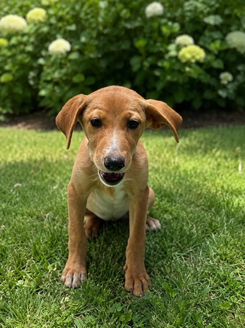 A baby medium-sized female White / Cream Labrador Retriever dog named Elsa for adoption in Pleasant Valley, NY