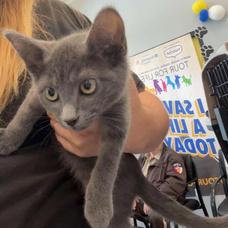 A baby small-sized male Buff / Tan / Fawn Domestic Short Hair cat named Panther for adoption in Marshall, TX